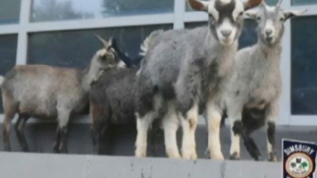 goats--wfsb.jpg 