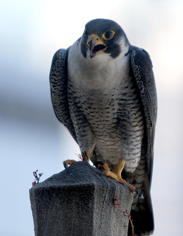 Peregrine Falcon Father 