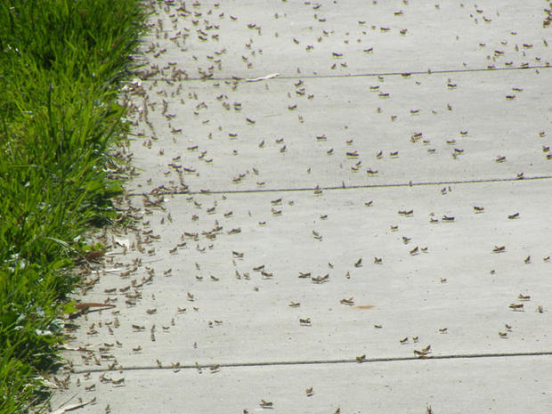 grasshopper-invasion-4.jpg 