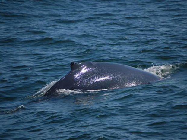 Spirit of Cape May Whale Watching 