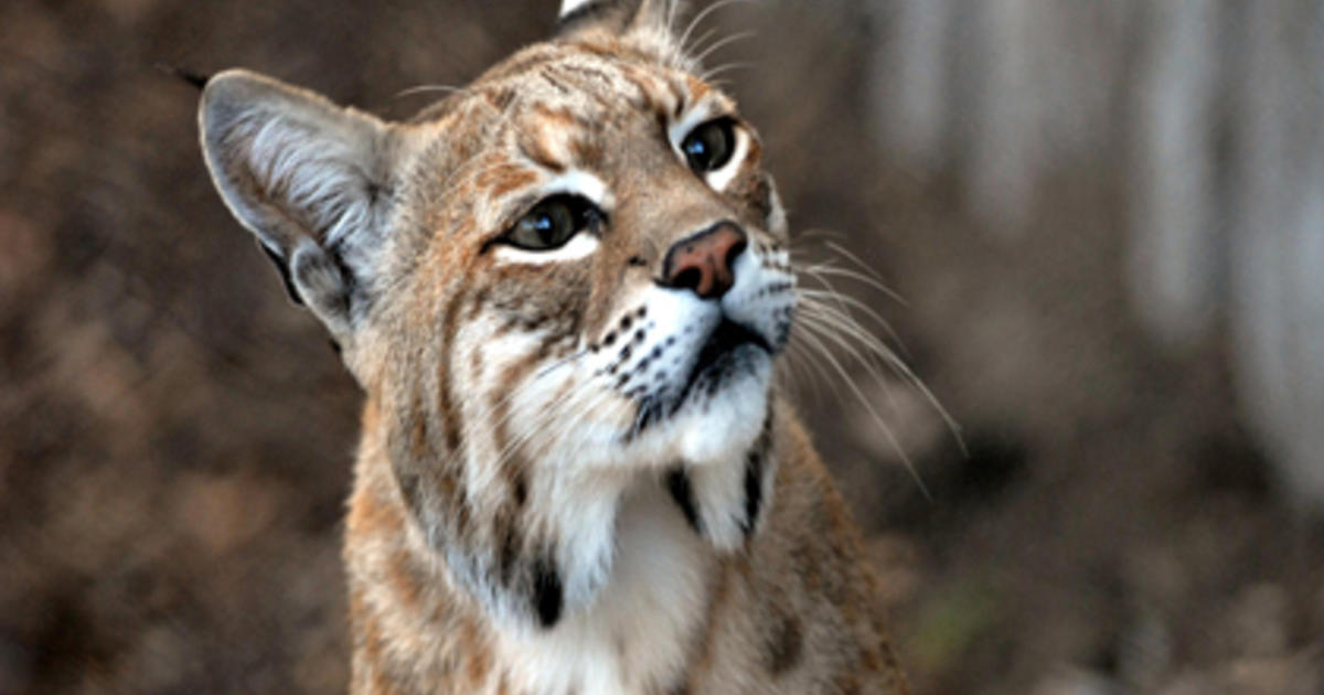 Officials believe mountain lion report was more likely a bobcat