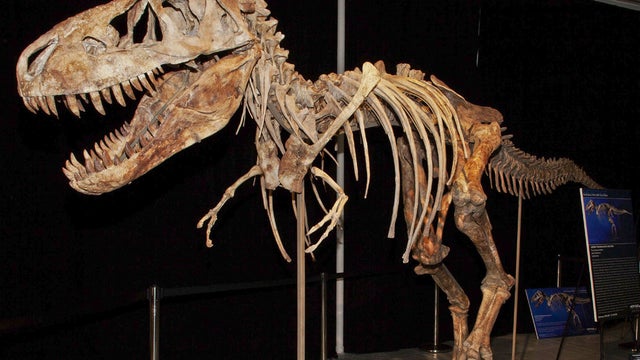 An image from documents released from the U.S. Attorney's office, Monday, June 18, 2012 shows the fossil of a Tyrannosaurus bataar dinosaur at the center of a lawsuit demanding its return to Mongolia.  