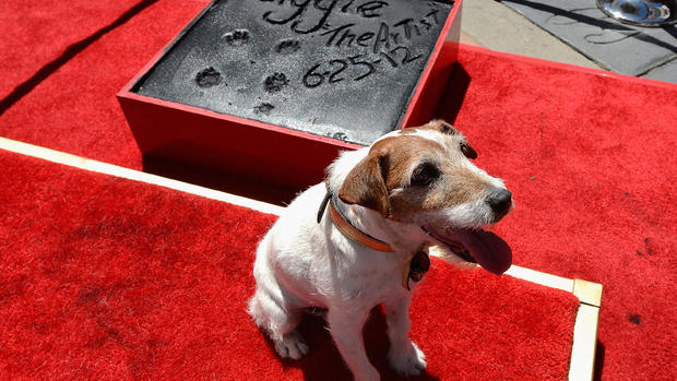 Uggie's paw prints cemented in Hollywood 
