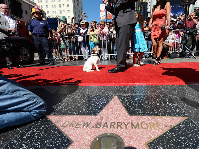 Lassie - Hollywood Star Walk - Los Angeles Times