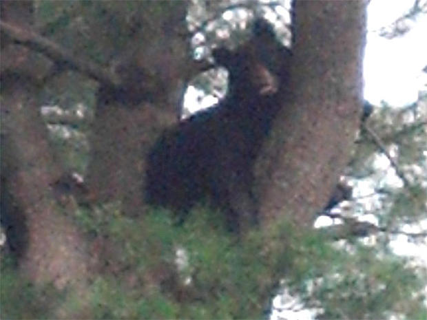 Brookline Bear 