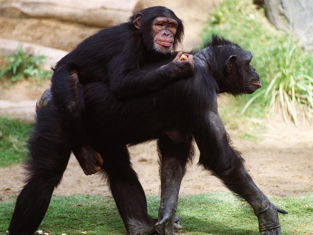 Chimpanzees At LA Zoo 778717 