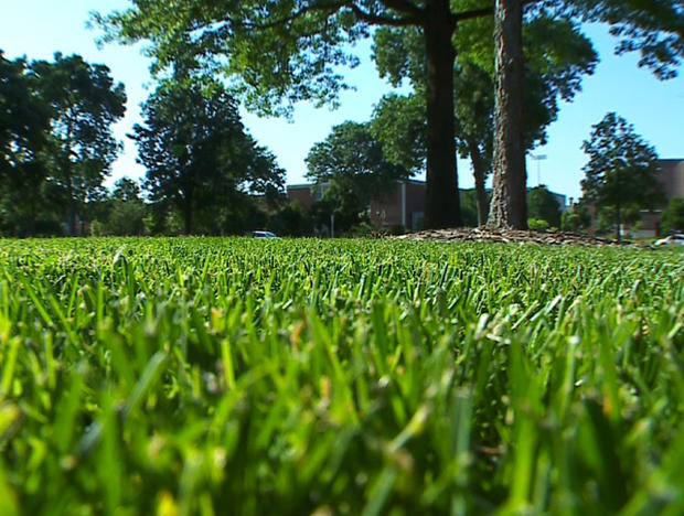 Lawn, Grass 