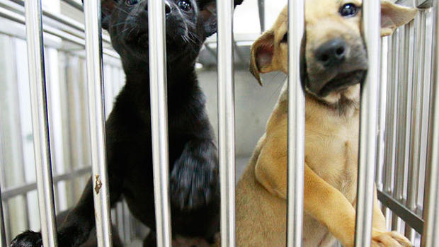Shelter dogs before their final moments 