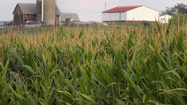 crops-corn-farming.jpg 