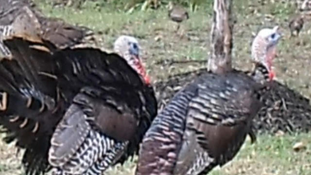 ctm_turkeys_711_1.jpg 