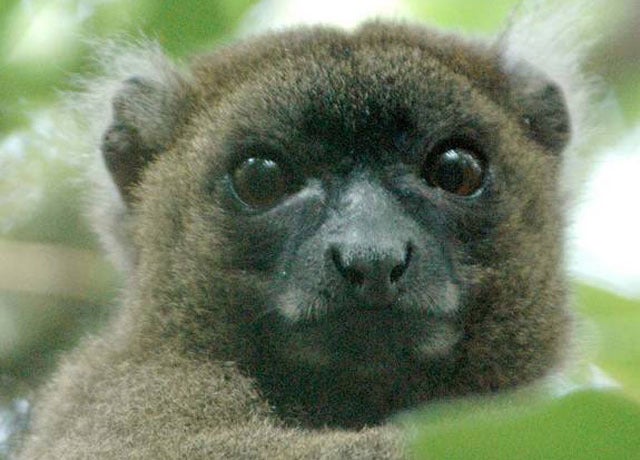 A prosimian primate, lemur in Latin means "ghost." In fact, lemurs' haunting stares and nocturnal activity have led many of the Malagasy people to believe they are ghostlike or spiritlike creatures, according to Duke University Lemur Center. 