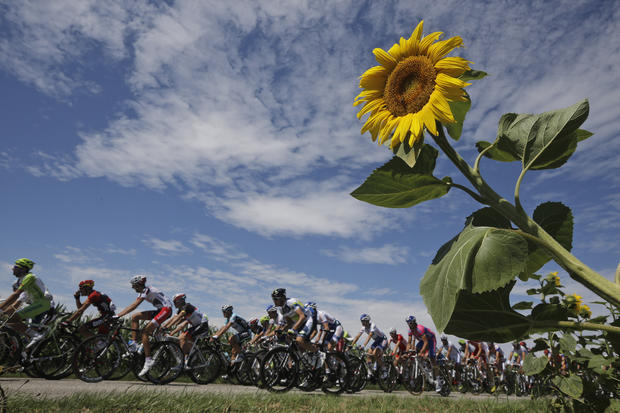 The pack passes a field with sunflowers during the 12th stage of the Tour de France 