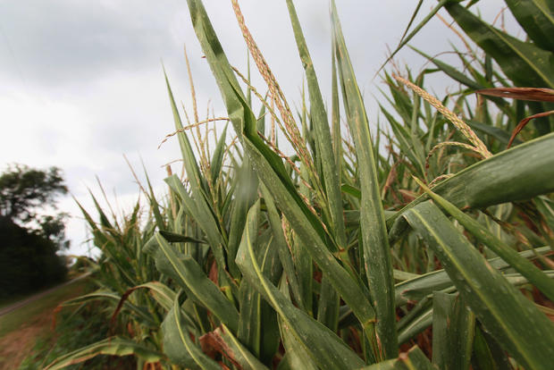 Severe Drought Threatens Midwest Corn Crops 
