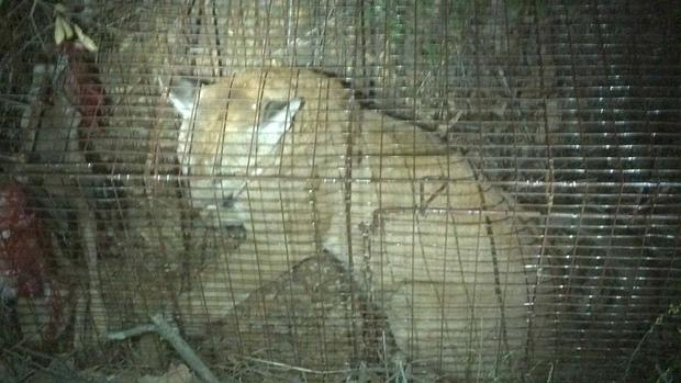 Mountain Lion Caught In OC 
