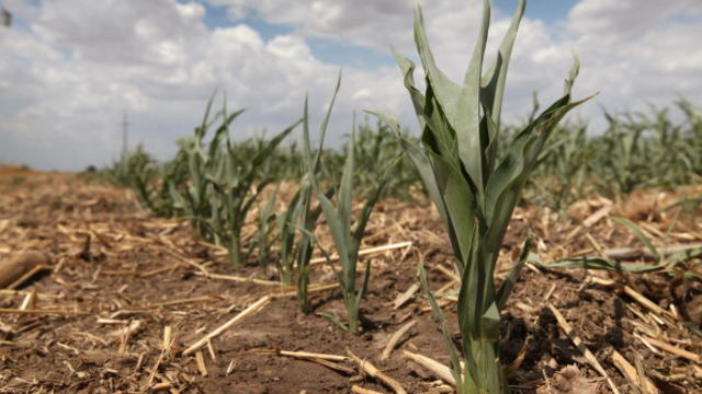 corn-crop_scott-olson_getty-images.jpg 