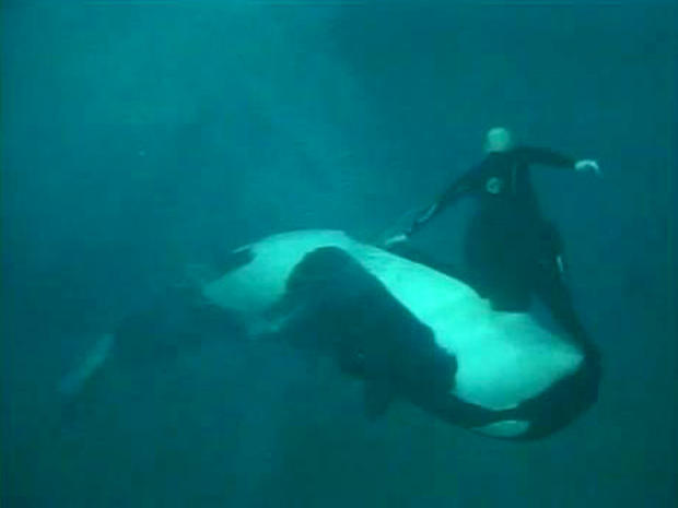 SeaWorld San Diego trainer Ken Peters was dragged underwater by a female orca at a 2006 show. Newly released video was part of a public records request related to trainer Dawn Brancheau's 2010 drowning. 