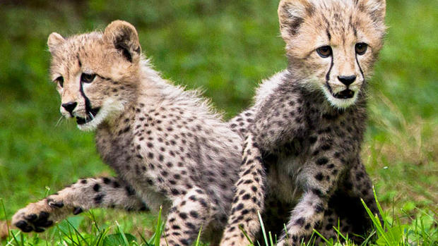 Cheetah cubs make debut at National Zoo 