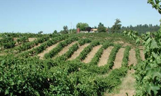 Shenandoah Vineyards 