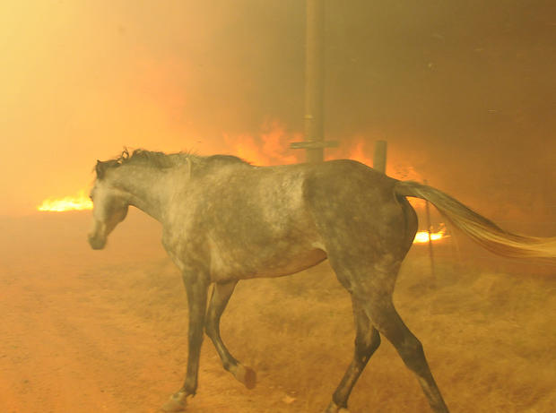 A horse tries to escape a wildfire in eastern Cleveland County, Okla., on Friday, Aug. 3 2012. The horse was eventually rescued. 