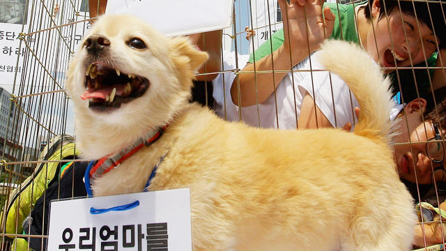 can you bring your dog to south korea