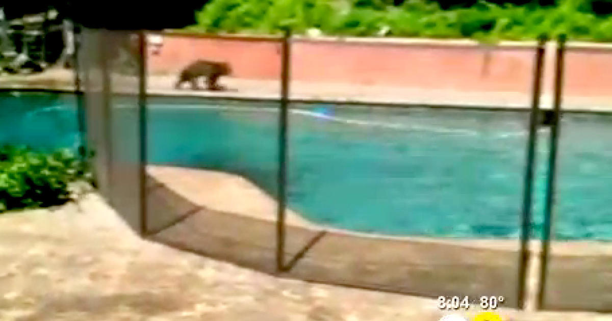 Bear Cubs Escape Heat With Dip In Backyard Pool Cbs News