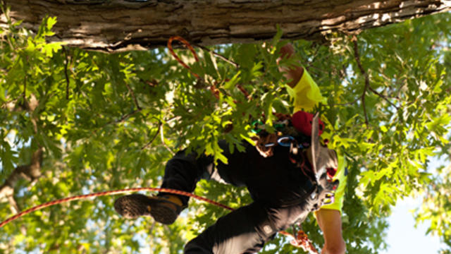 tree-climbing-0808.jpg 
