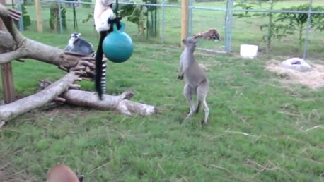 Kangaroo_Lemur_Tag.jpg 
