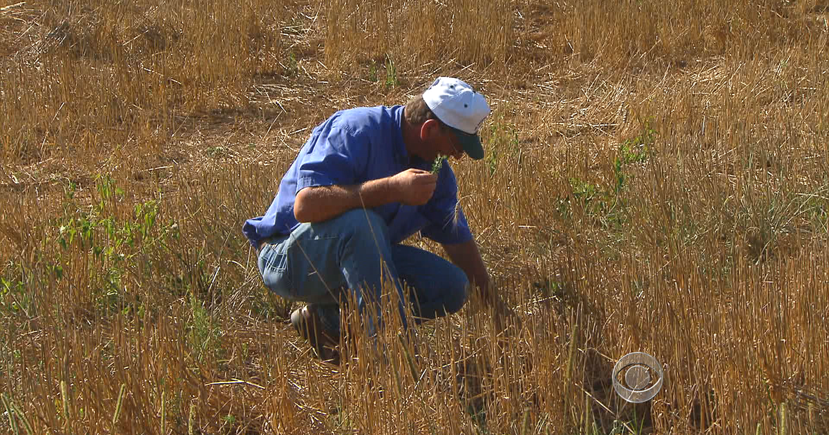 Drought hits hay crop - and other farmers share the pain - CBS News