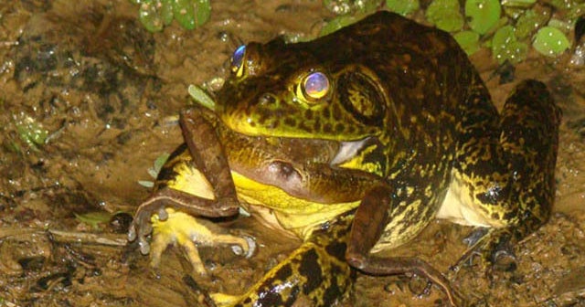 International bullfrog trade blamed for deadly disease - CBS News