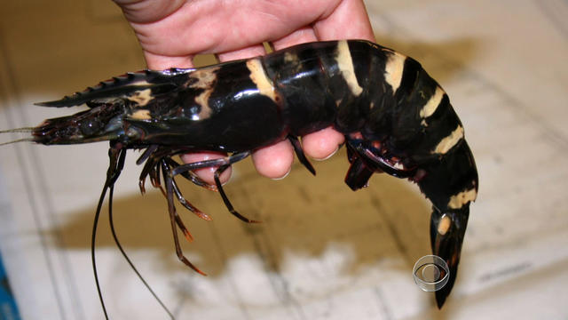 Asian tiger prawn 