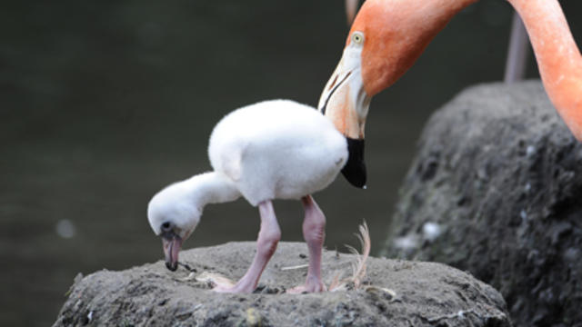 flamingo-3-good1.jpg 