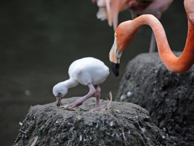 Caribbean Flamingo and Chick 