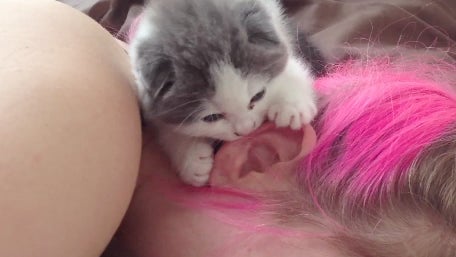 Kitten_Nibbles_Ear.jpg 