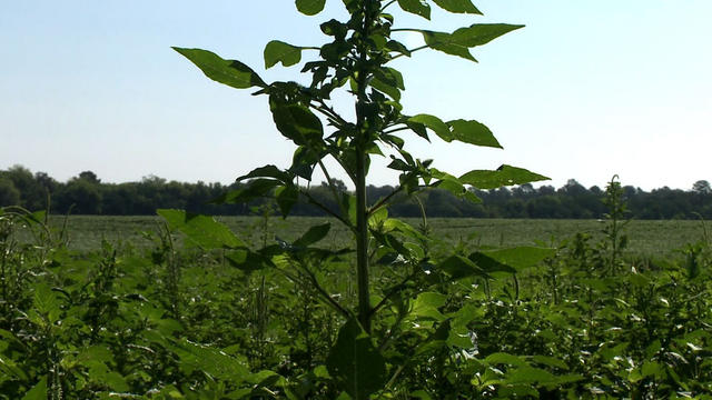 A weed stands tall in a cover story for CBS'  "Sunday Morning" broadcast Aug. 19, 2012, on the plant that no one plants. 