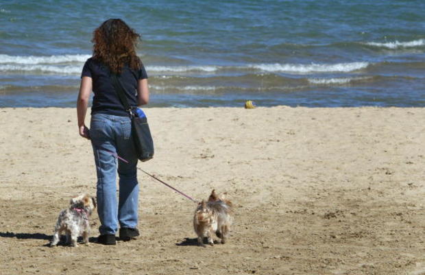 Chicago's Doggy Beach 