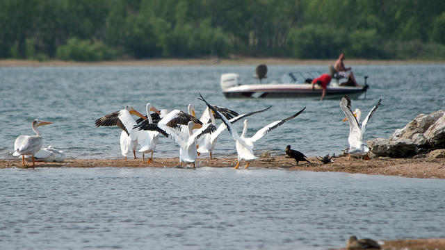 american-pelicans-scaring-away-fishermen.jpg 