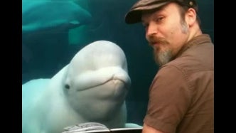 Juno_Beluga_Whale.jpg 