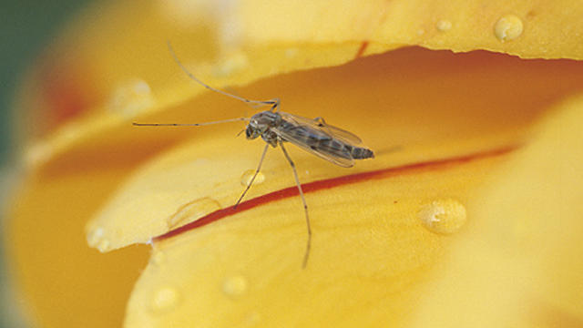 mosquito-generic.jpg 