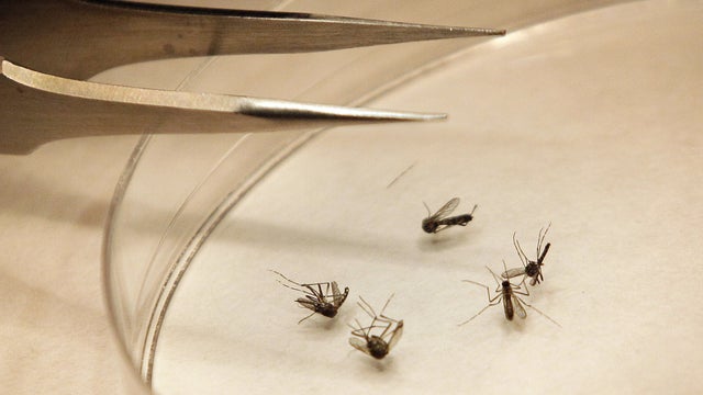West Nile Virus outbreak 2012