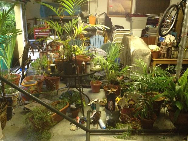 miami_plants_indoors3.jpg 