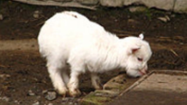 pygmy-goat.jpg 
