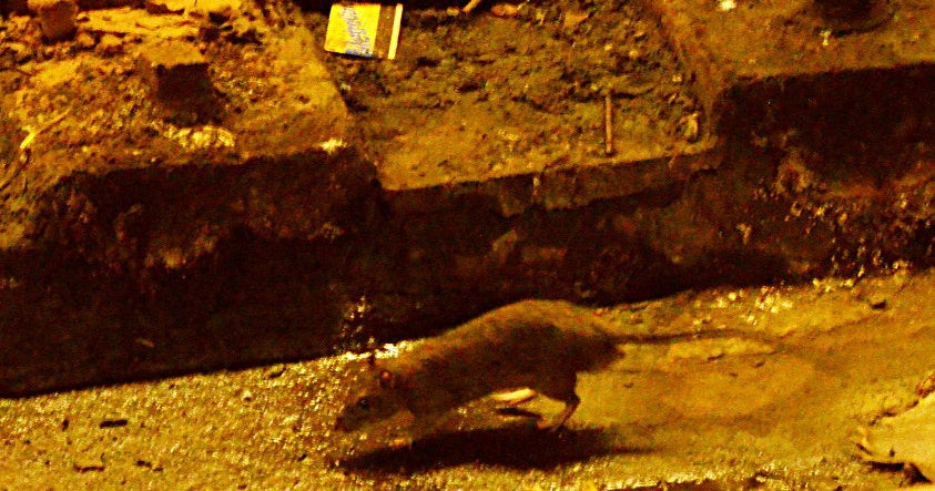 Sandy may drive subway rats onto NYC streets - CBS News