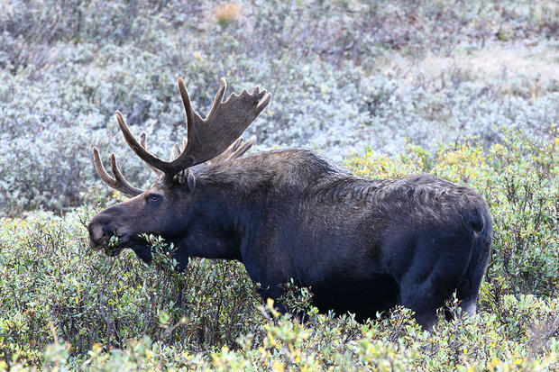 bull-moose_5999.jpg 