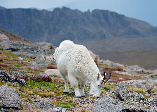 mountain-goat-grazing.jpg 