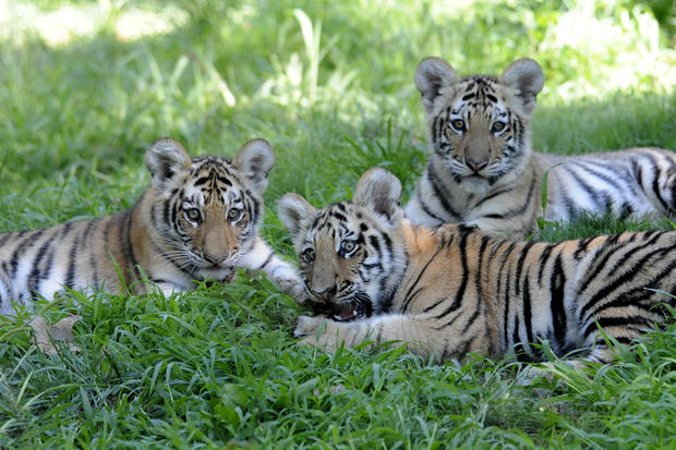 Siberian Tiger Cubs 