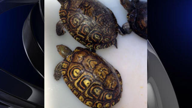 ornate-wood-turtles.jpg 