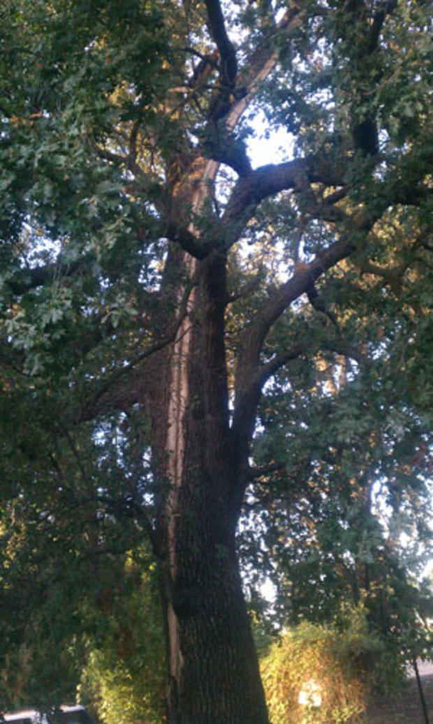 good tree daylight 