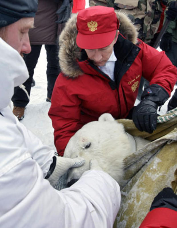 Vladimir Putin and scientists examining a polar bear on the island Alexandra Land 