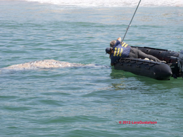 whale rescue 2 