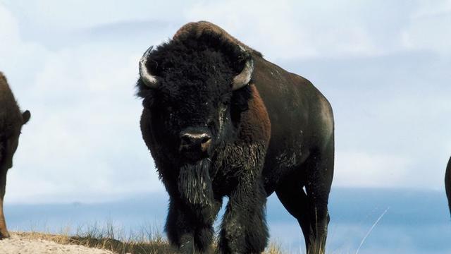 bison-generic-1.jpg 